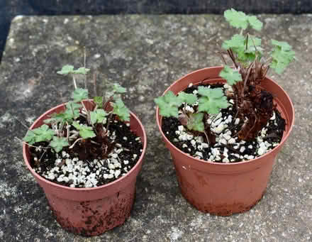 Photo of free Pink hardy geraniums (Hatfield AL10) #2