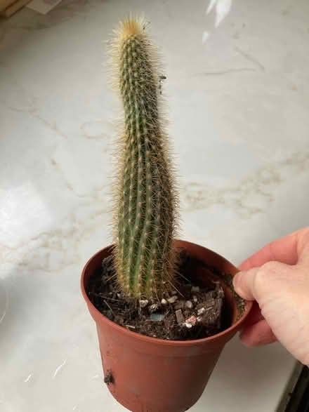 Photo of free Cactus (Kenilworth) #1