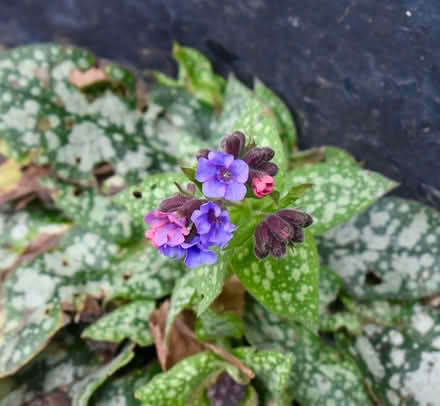 Photo of free Pulmonaria young plants (Hatfield AL10) #1