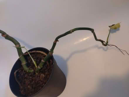 Photo of free Neglected cheese plant (Clubmoor L4) #2