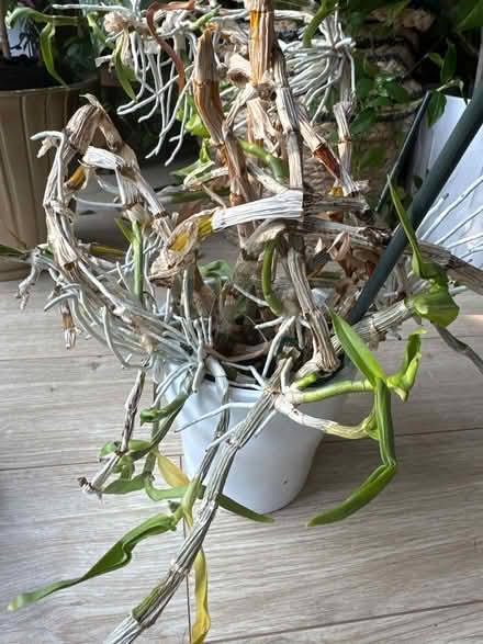 Photo of free Wild orchid plant (Bretlands KT16) #1