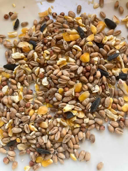 Photo of free 450gm bird food (Bisley Road GL5) #1