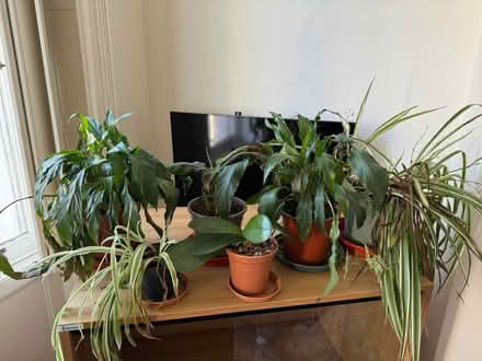 Photo of free 6 House plants in need of love (Cheltenham. GL52) #1