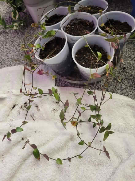 Photo of free Plants (Denbigh) #3