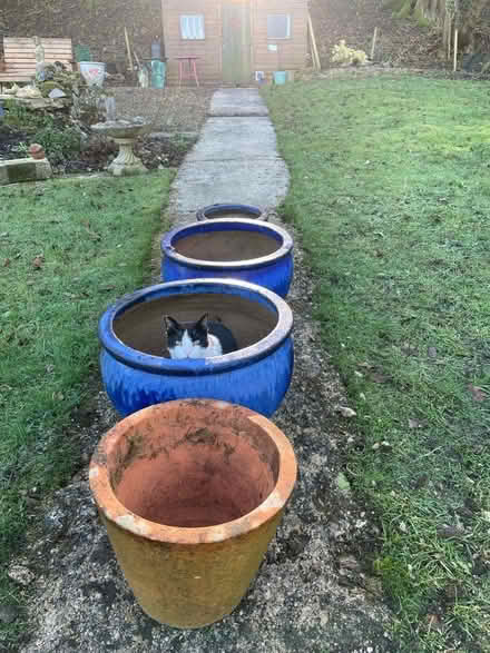 Photo of free Collection of garden pots (Cherhill SN11) #1