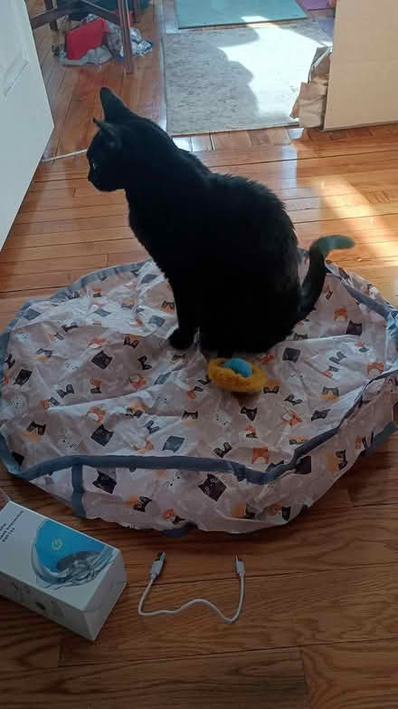 Photo of free Interactive Cat Toy Ball/Mat (Norwood) #1