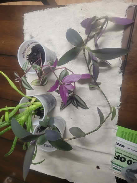 Photo of free Plants (Denbigh) #2