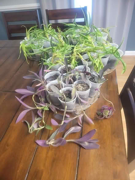 Photo of free Plants (Denbigh) #1