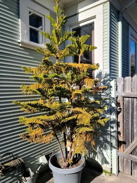 Photo of free Norfolk pine tree (South Berkeley) #1