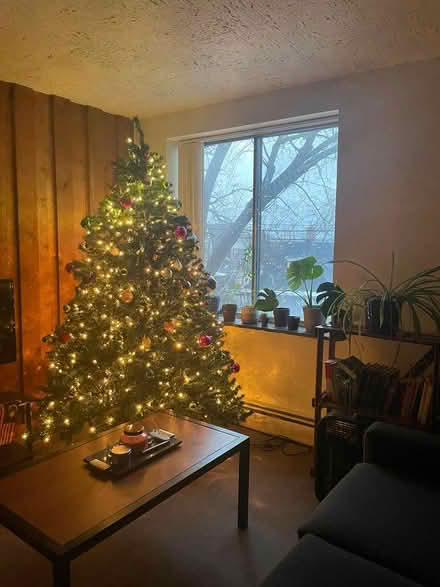 Photo of free Christmas Tree (Ann Arbor, State and Hill) #1