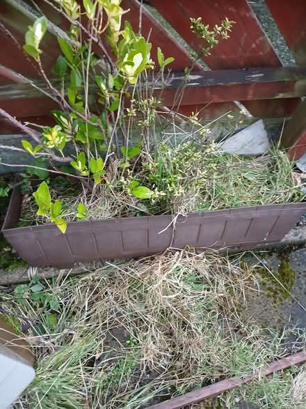 Photo of free Brown flower pots (BT16) #2