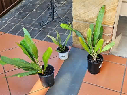 Photo of free Pitaya Succulent plants (Strathfield) #1