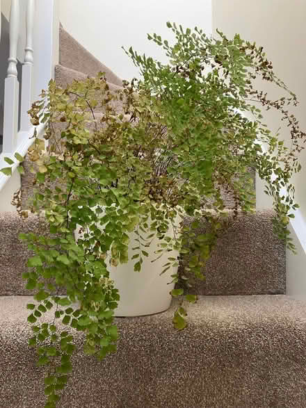 Photo of free Maidenhair fern (Abingdon-on-Thames OX14) #3