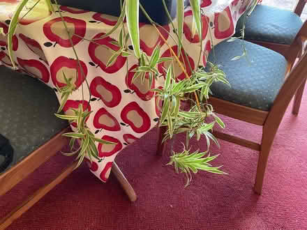 Photo of free Spider plants (Bedford) #2