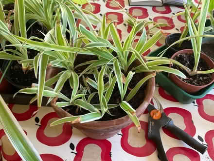 Photo of free Spider plants (Bedford) #1