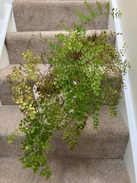 Photo of free Maidenhair fern (Abingdon-on-Thames OX14) #1