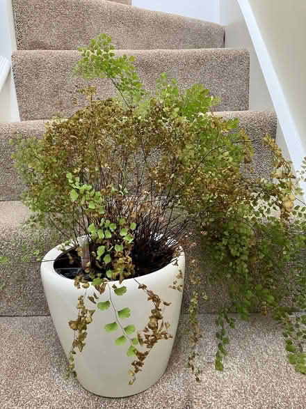 Photo of free Maidenhair fern (Abingdon-on-Thames OX14) #2