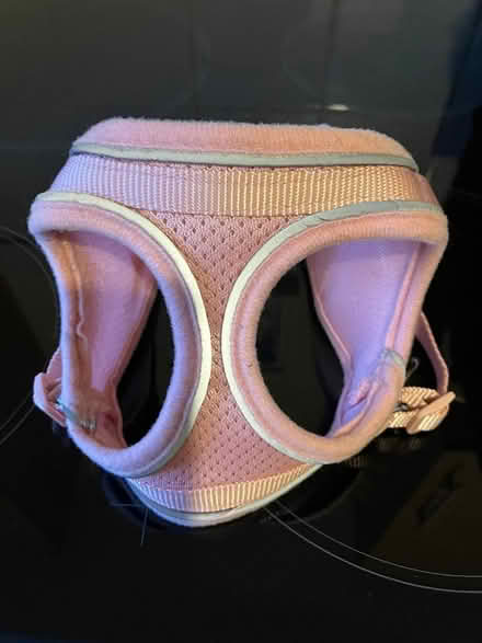 Photo of free small dog harness (Kenilworth CV8) #1