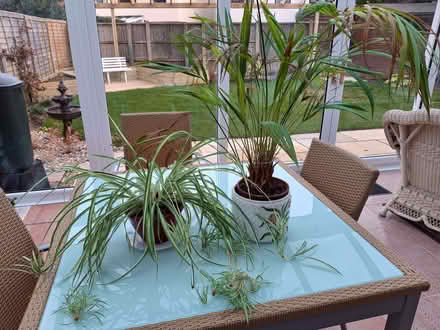 Photo of free House Plants (Talbot Village BH12) #1