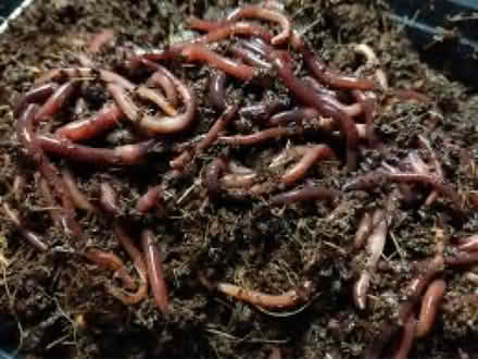 Photo of Composting worms red wigglers (Upperco, MD) #1