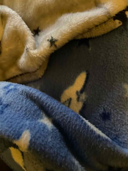 Photo of Old fleece style blankets (Twickenham TW1) #1