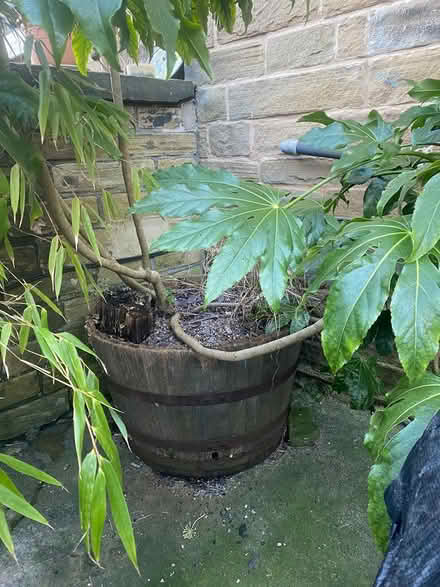 Photo of free Large Outdoor Plant (Saltaire, BD18) #1