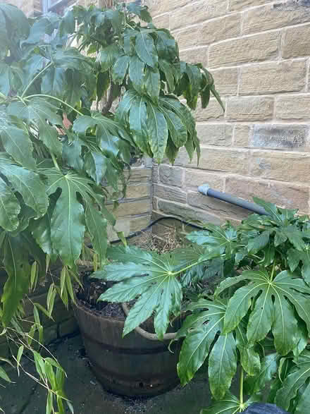 Photo of free Large Outdoor Plant (Saltaire, BD18) #2