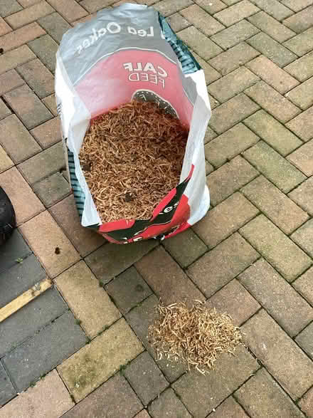 Photo of free Oak wood shavings (Worcs WR5) #1