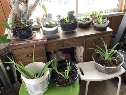 Photo of free Aloe Vera plants (Port alberni) #1