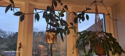 Photo of free Hoya (house plant) (Northfield B31) #1