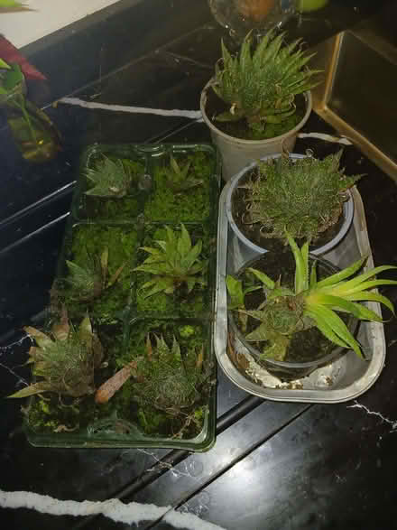 Photo of free Aloe plants (Rainham ME8) #1