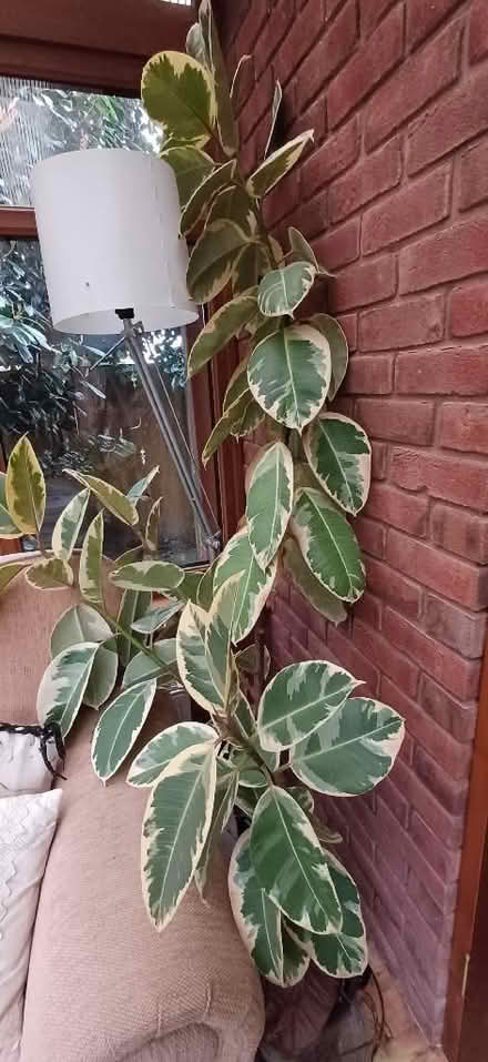 Photo of free Variegated rubber tree (West Felton SY11) #1