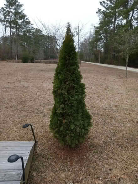 Photo of free Evergreens x 6 (1359 Rodney Road Conway SC) #1