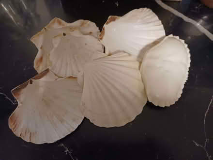 Photo of free Large scallop shells (Rainham ME8) #1