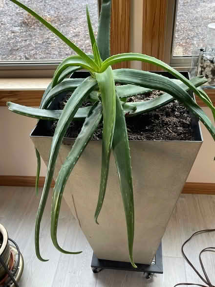 Photo of free Fresh Cut Aloe Vera Leaves (Lake Edge off Buckeye) #2