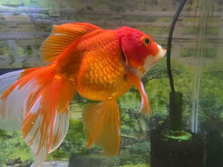 Photo of free Large Oranda Goldfish with tank (Jackson NJ) #1