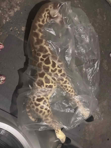 Photo of free Giant stuffed giraffe (EverEtt) #2