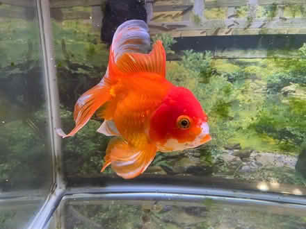 Photo of free Large Oranda Goldfish with tank (Jackson NJ) #2