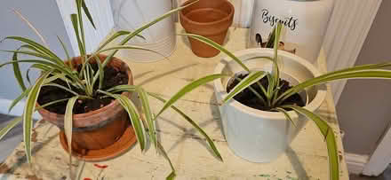 Photo of free Spider plants (Idle BD10) #1