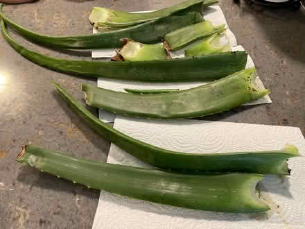 Photo of free Fresh Cut Aloe Vera Leaves (Lake Edge off Buckeye) #1