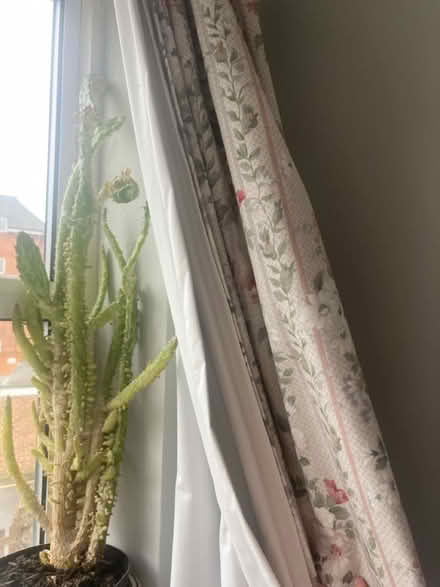 Photo of free Two thriving cacti (Abingdon) #2