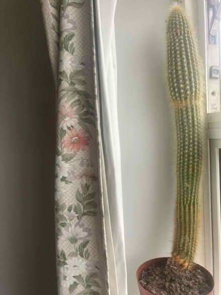 Photo of free Two thriving cacti (Abingdon) #1