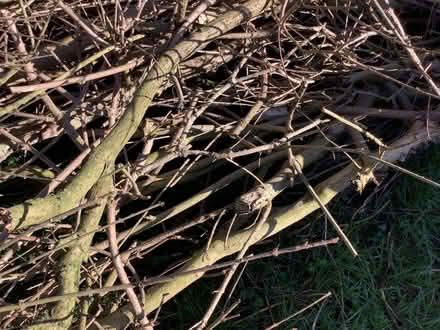 Photo of free Tree cut (Norwich) #1