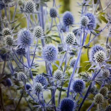 Photo of free Sea Holly. (Southport PR9) #1