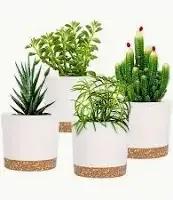 Photo of Indoor plant pots (Cowley OX4) #1