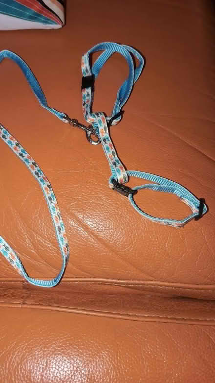 Photo of free Cat harness with detachable lead (Combe Down) #1