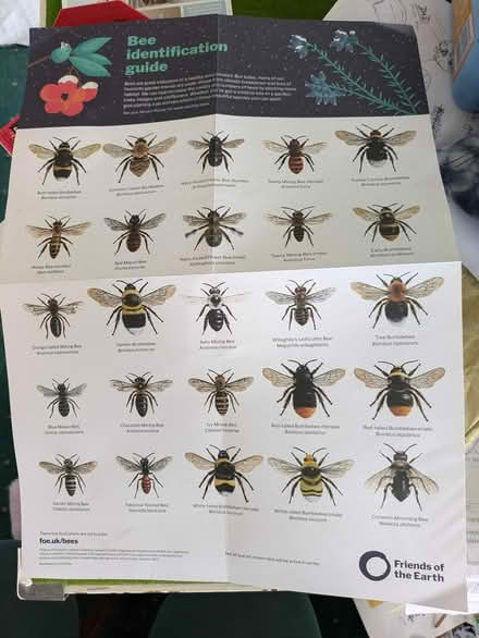 Photo of free Bee I.D. Guide - poster (Coombe Bissett SP5) #1