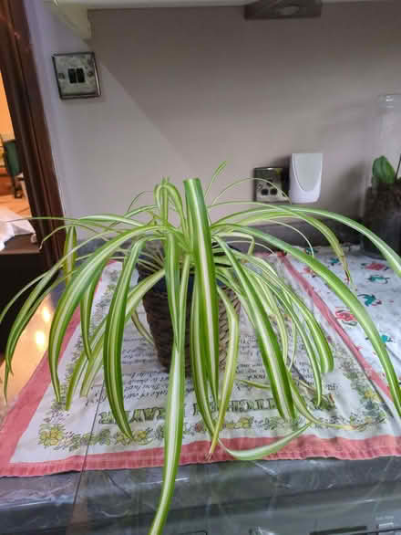 Photo of free 2 Spider Plants, 2 Orchids (Hatch Warren RG22) #4