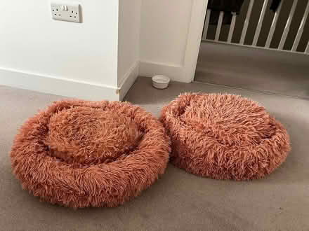 Photo of free Two 55cm doughnut dogs beds (North chichester) #1