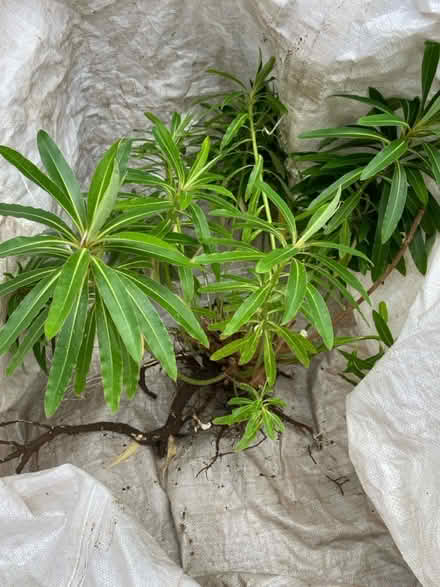 Photo of free Euphorbia plant (Waterlooville PO7) #1